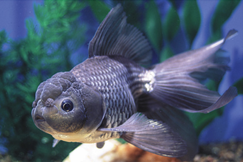 picture of Blue Oranda Goldfish Med                                                                             Carassius auratus