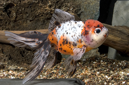 picture of Calico Oranda Goldfish Xlg                                                                           Carassius auratus