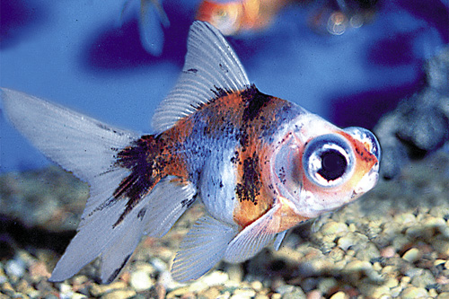 picture of Calico Telescope Goldfish Sml                                                                        Carassius auratus