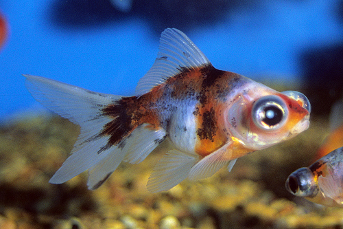 picture of Calico Telescope Goldfish Med                                                                        Carassius auratus