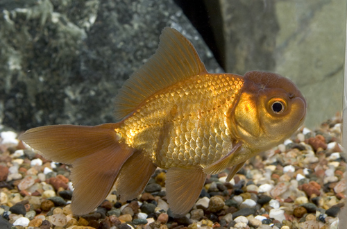 picture of Chocolate Oranda Goldfish Sml                                                                        Carassius auratus