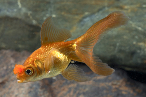 picture of Chocolate Pom Pom Oranda Goldfish Reg                                                                Carassius auratus