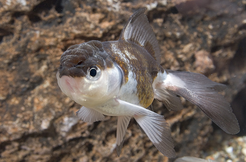 picture of Panda Oranda Goldfish Reg                                                                            Carassius auratus