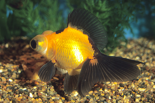 picture of Red & Black Butterfly Telescope Goldfish Med                                                         Carassius auratus