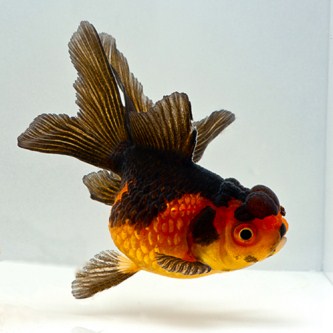 picture of Red & Black Oranda Goldfish Sml                                                                      Carassius auratus