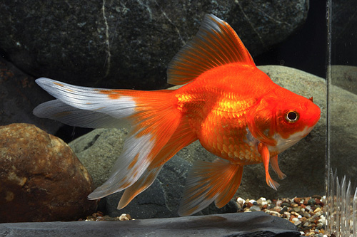 picture of Red Ryukin Goldfish Reg                                                                              Carassius auratus