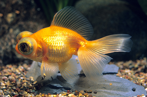 picture of Red Telescope Goldfish Med                                                                           Carassius auratus