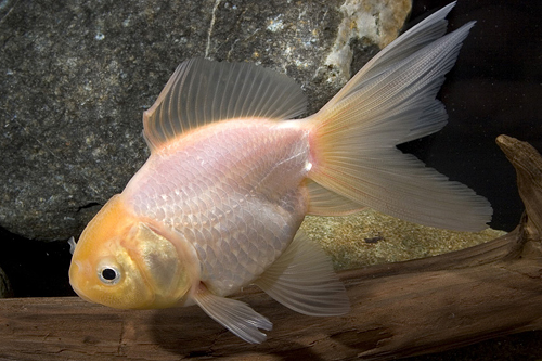 picture of Lemon Oranda Goldfish Med                                                                            Carassius auratus