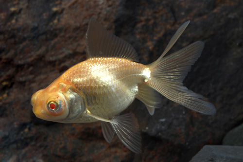 picture of Albino Black Satin Telescope Goldfish Reg                                                            Carassius auratus