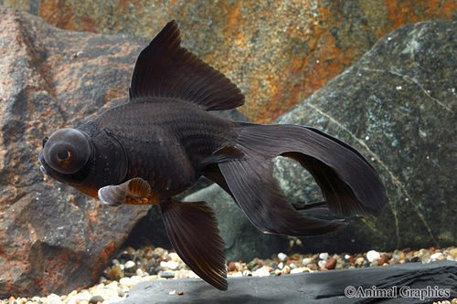 picture of Black Satin Telescope Goldfish Sml                                                                   Carassius auratus