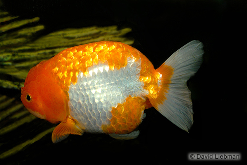 picture of Lionhead Goldfish Shw                                                                                Carassius auratus