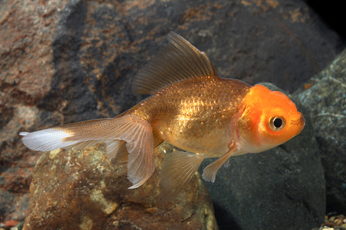 picture of Red Head Chocolate Oranda Goldfish Reg                                                               Carassius auratus