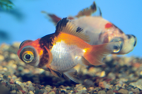 picture of Calico Butterfly Telescope Goldfish M/S                                                              Carassius auratus