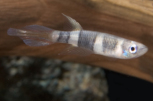 picture of Clown Killie Sml                                                                                     Epiplatys annulatus