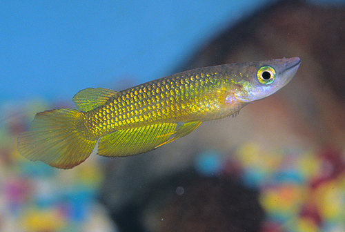 picture of Golden Wonder Killie Reg                                                                             Aplocheilus lineatus 'Gold'