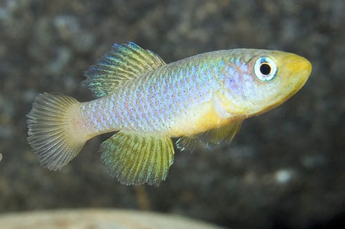 picture of Blue N. Guentheri Killie Male Reg                                                                    Nothobranchius guentheri 'Blue'