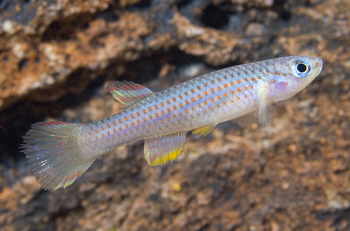 picture of A. Striatum Killie Male Reg                                                                          Aphyosemion striatum