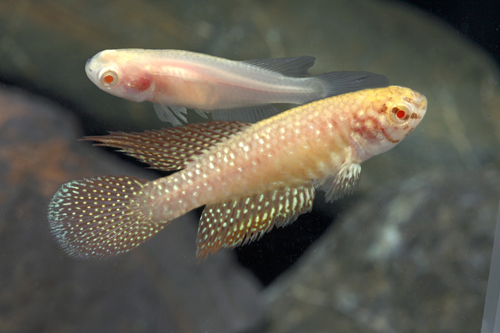 picture of Albino White Pearl Killie Pair Reg                                                                   Nematolebias whitei 'Albino'