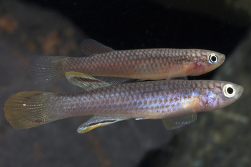 picture of A. Celiae Killie Female Reg                                                                          Aphyosemion celiae celia