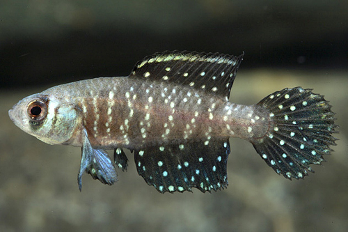 picture of Blackfin Pearlfish Killie Male Reg                                                                   Austrolebius nigripinnis