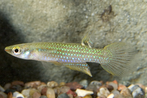 picture of Green A. Panchax Blockii Killie Male Reg                                                             Aplocheilus blockii  