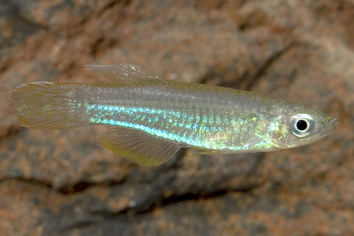 picture of Macrophthalmus Lampeye Killie Reg                                                                    Aplocheilichthys macrophthalmus