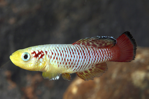 picture of Red N. Guentheri Killie Pair Reg                                                                     Nothobranchius guentheri 'Red'