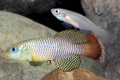 picture of Red N. Palmqviisti Killie Pair Reg                                                                   Nothobranchius palmqvisti 'Red'