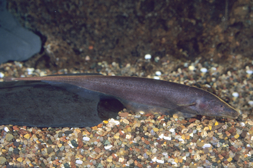 picture of Brown Ghost Knife Reg                                                                                Apteronotus leptorhynchus