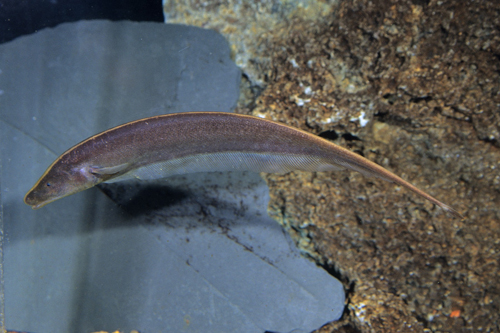 picture of Brown Ghost Knife Lrg                                                                                Apteronotus leptorhynchus