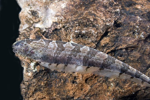 picture of Centipede Knife Sml                                                                                  Steatogenys duidae