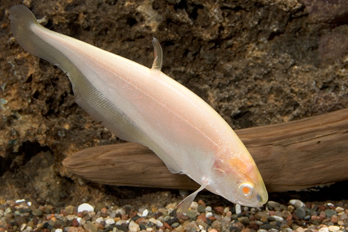 picture of Albino Featherfin Knife Reg                                                                          Notopterus notopterus 'Albino'