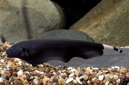 picture of Black Ghost Knife Tank Raised Reg                                                                    Apteronotus albifrons