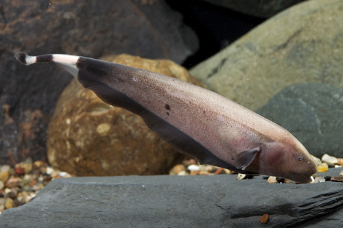 picture of Blushing Black Ghost Knife Tank Raised Reg                                                           Apteronotus albifrons 'Blushing'