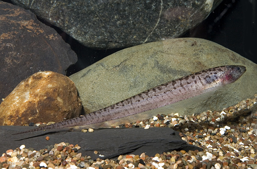 picture of Snakeskin Knife Reg                                                                                  Brachypopomus pinnicaudatus