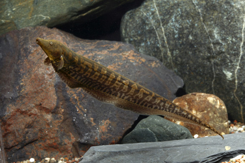 picture of Trumpet Knife Reg                                                                                    Rhamphichthys rostratus