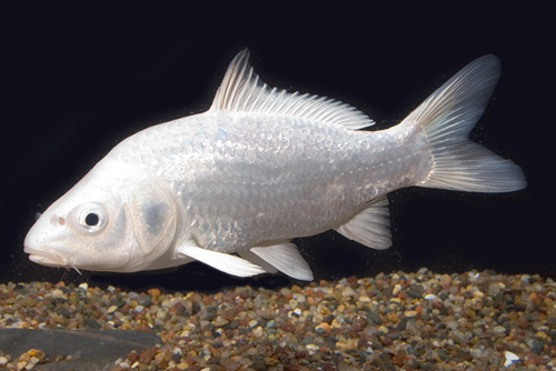 picture of Platinum Ogon Koi 5-6