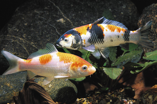 picture of Assorted Jumbo Sized Koi Shw                                                                         Cyprinus carpio