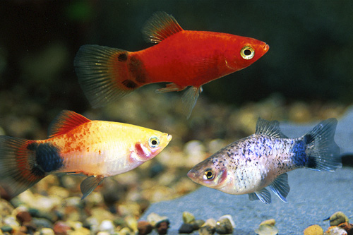 picture of Assorted Crescent Platy Med                                                                          Xiphophorus maculatus