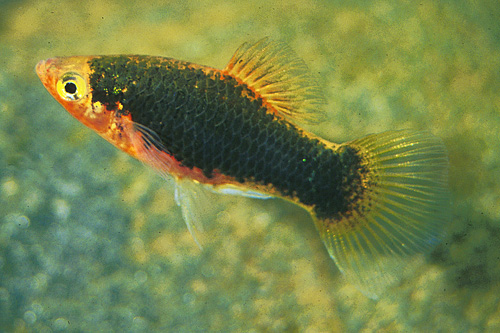 picture of Black Platy Reg                                                                                      Xiphophorus maculatus