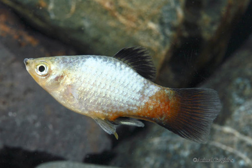 picture of Blue Wag / Rainbow Wag Platy Reg                                                                     Xiphophorus maculatus