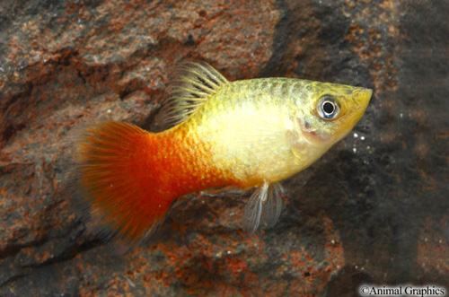 picture of Dawn Platy Reg                                                                                       Xiphophorus maculatus