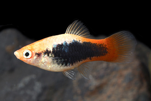 picture of Firetail Tuxedo Platy Med                                                                            Xiphophorus maculatus