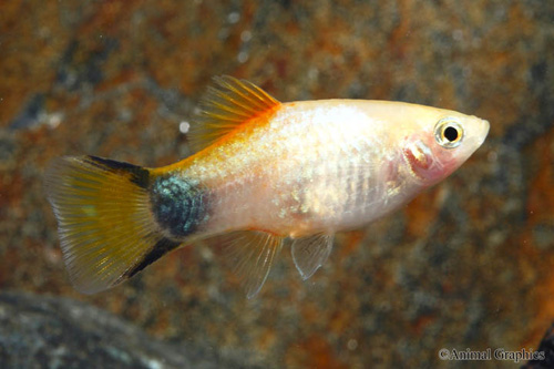 picture of Gold Crescent Twinbar Platy Med                                                                      Xiphophorus maculatus