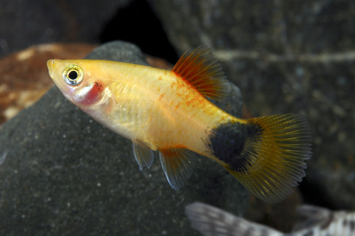 picture of Gold Crescent Platy Reg                                                                              Xiphophorus maculatus