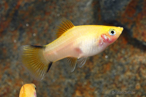 picture of Gold Twinbar Platy Lrg                                                                               Xiphophorus maculatus