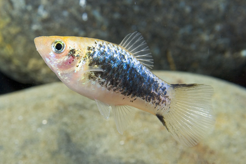 picture of Gold Twinbar Tuxedo Platy Reg                                                                        Xiphophorus maculatus