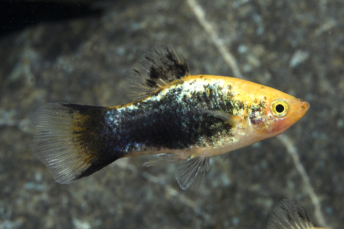 picture of Gold Twinbar Tuxedo Platy Med                                                                        Xiphophorus maculatus