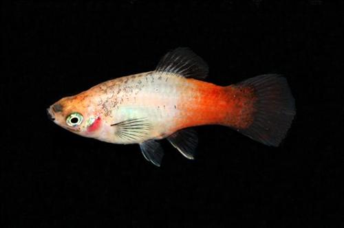 picture of Gold Wag Platy Reg                                                                                   Xiphophorus maculatus