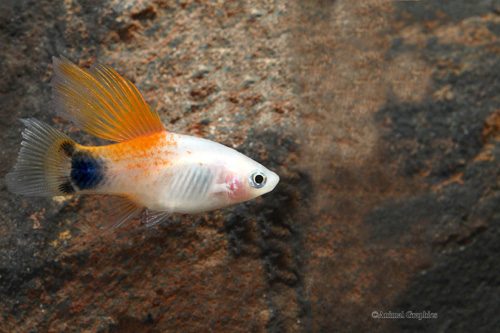 picture of Highfin Candy Crescent Platy Med                                                                     Xiphophorus maculatus